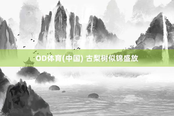 OD体育(中国) 古梨树似锦盛放